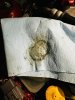 IMG_1178.jpeg